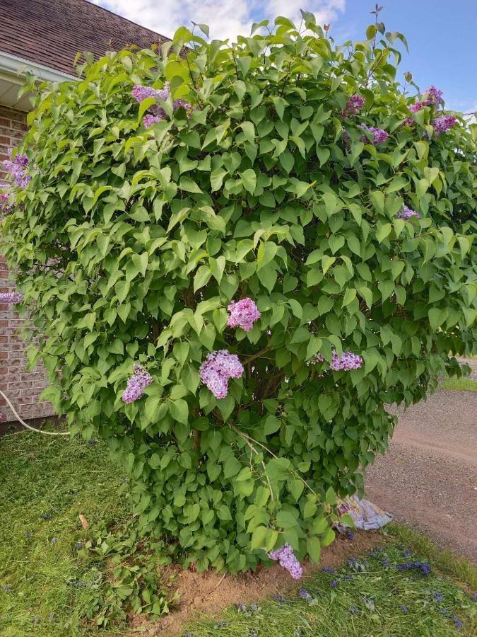 酣息小栈 Sweet Dreams Bed and Breakfast Cornwall Εξωτερικό φωτογραφία